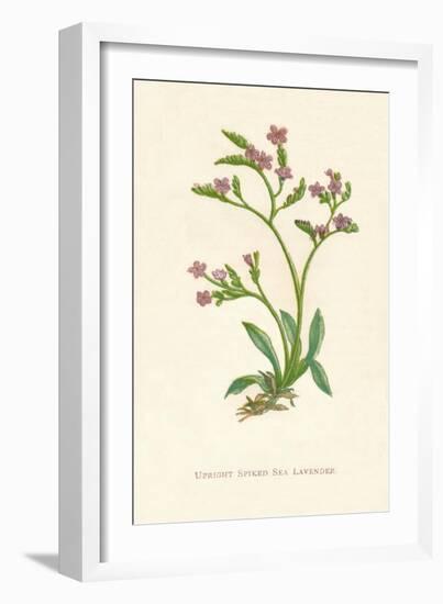 'Upright Spiked Sea Lavender', c1891, (1891)-Anne Pratt-Framed Giclee Print