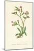 'Upright Spiked Sea Lavender', c1891, (1891)-Anne Pratt-Mounted Giclee Print