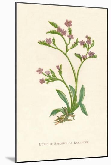 'Upright Spiked Sea Lavender', c1891, (1891)-Anne Pratt-Mounted Giclee Print