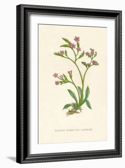 'Upright Spiked Sea Lavender', c1891, (1891)-Anne Pratt-Framed Giclee Print