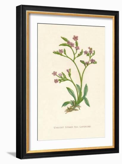 'Upright Spiked Sea Lavender', c1891, (1891)-Anne Pratt-Framed Giclee Print