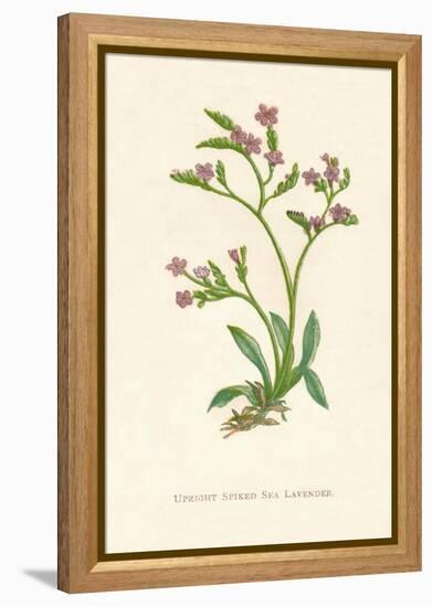 'Upright Spiked Sea Lavender', c1891, (1891)-Anne Pratt-Framed Premier Image Canvas