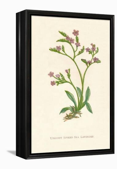 'Upright Spiked Sea Lavender', c1891, (1891)-Anne Pratt-Framed Premier Image Canvas