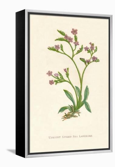 'Upright Spiked Sea Lavender', c1891, (1891)-Anne Pratt-Framed Premier Image Canvas