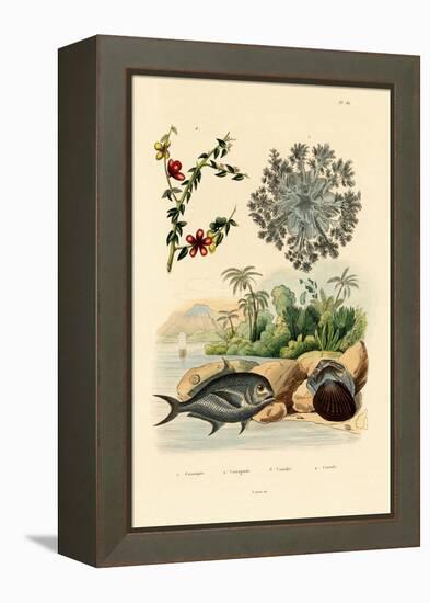 Upside Down Jellyfish, 1833-39-null-Framed Premier Image Canvas