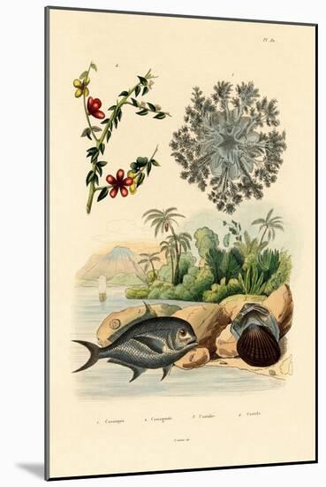 Upside Down Jellyfish, 1833-39-null-Mounted Giclee Print