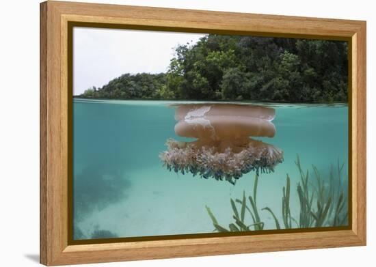 Upside-Down Jellyfish at the Ocean Surface (Cassiopea Andromeda), Risong Bay, Micronesia, Palau-Reinhard Dirscherl-Framed Premier Image Canvas