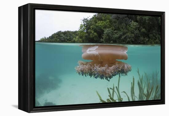 Upside-Down Jellyfish at the Ocean Surface (Cassiopea Andromeda), Risong Bay, Micronesia, Palau-Reinhard Dirscherl-Framed Premier Image Canvas