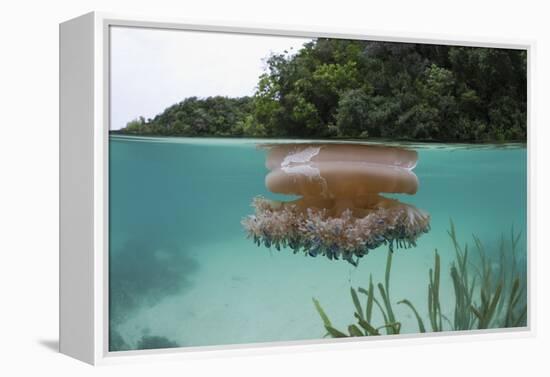 Upside-Down Jellyfish at the Ocean Surface (Cassiopea Andromeda), Risong Bay, Micronesia, Palau-Reinhard Dirscherl-Framed Premier Image Canvas