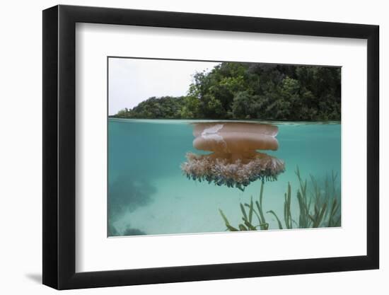 Upside-Down Jellyfish at the Ocean Surface (Cassiopea Andromeda), Risong Bay, Micronesia, Palau-Reinhard Dirscherl-Framed Photographic Print