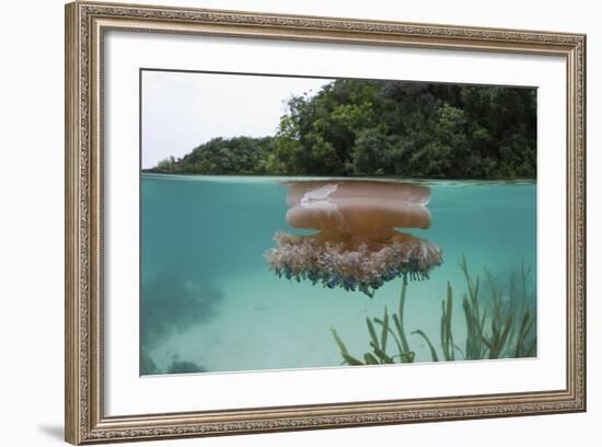 Upside-Down Jellyfish at the Ocean Surface (Cassiopea Andromeda), Risong Bay, Micronesia, Palau-Reinhard Dirscherl-Framed Photographic Print