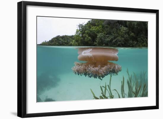 Upside-Down Jellyfish at the Ocean Surface (Cassiopea Andromeda), Risong Bay, Micronesia, Palau-Reinhard Dirscherl-Framed Photographic Print