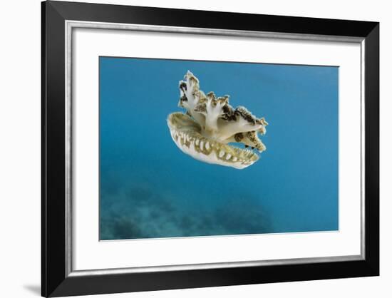 Upside Down Jellyfish (Cassiopea), Rainbow Reef, Fiji-Pete Oxford-Framed Photographic Print