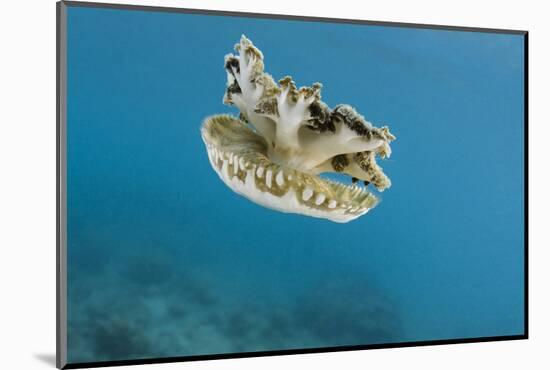Upside Down Jellyfish (Cassiopea), Rainbow Reef, Fiji-Pete Oxford-Mounted Photographic Print