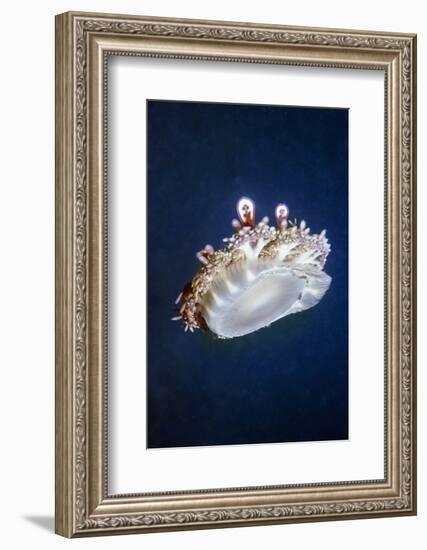 Upside Down Jellyfish (Cassiopeia Andromeda) Lembeh, Sulawesi, Indonesia-Georgette Douwma-Framed Photographic Print