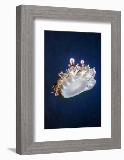 Upside Down Jellyfish (Cassiopeia Andromeda) Lembeh, Sulawesi, Indonesia-Georgette Douwma-Framed Photographic Print