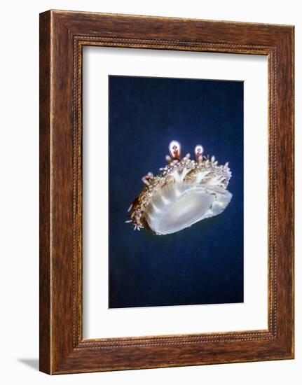 Upside Down Jellyfish (Cassiopeia Andromeda) Lembeh, Sulawesi, Indonesia-Georgette Douwma-Framed Photographic Print