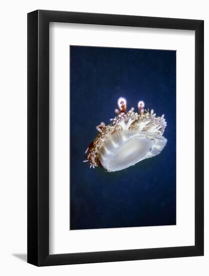 Upside Down Jellyfish (Cassiopeia Andromeda) Lembeh, Sulawesi, Indonesia-Georgette Douwma-Framed Photographic Print