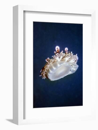 Upside Down Jellyfish (Cassiopeia Andromeda) Lembeh, Sulawesi, Indonesia-Georgette Douwma-Framed Photographic Print