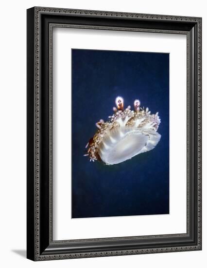 Upside Down Jellyfish (Cassiopeia Andromeda) Lembeh, Sulawesi, Indonesia-Georgette Douwma-Framed Photographic Print