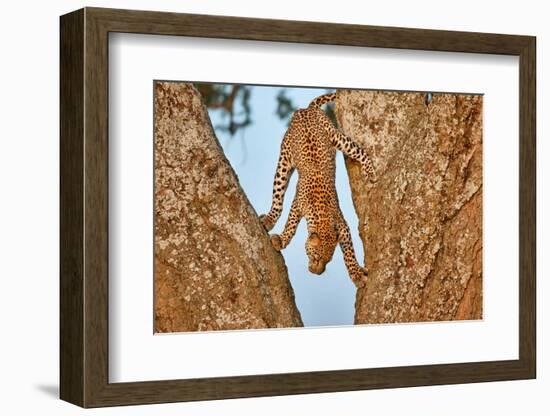 Upside Down-Alessandro Catta-Framed Photographic Print