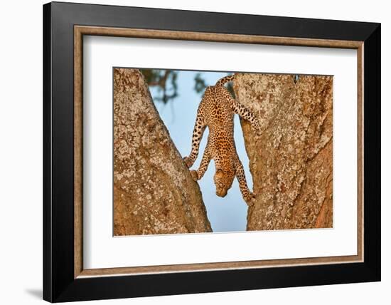 Upside Down-Alessandro Catta-Framed Photographic Print