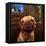 Uptown Pug-Lucia Heffernan-Framed Stretched Canvas