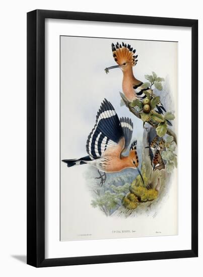 Upupa Epops (Hoopoe). From 'The Birds of Great Britain'. 1862-73-John Gould-Framed Giclee Print