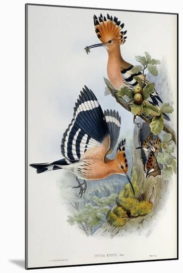 Upupa Epops (Hoopoe). From 'The Birds of Great Britain'. 1862-73-John Gould-Mounted Giclee Print