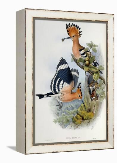 Upupa Epops (Hoopoe). From 'The Birds of Great Britain'. 1862-73-John Gould-Framed Premier Image Canvas