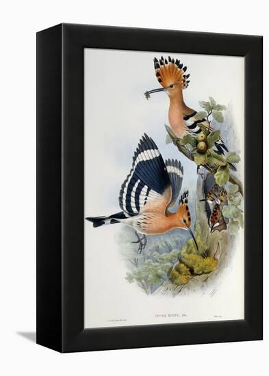 Upupa Epops (Hoopoe). From 'The Birds of Great Britain'. 1862-73-John Gould-Framed Premier Image Canvas