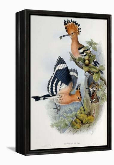 Upupa Epops (Hoopoe). From 'The Birds of Great Britain'. 1862-73-John Gould-Framed Premier Image Canvas