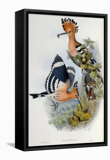 Upupa Epops (Hoopoe). From 'The Birds of Great Britain'. 1862-73-John Gould-Framed Premier Image Canvas