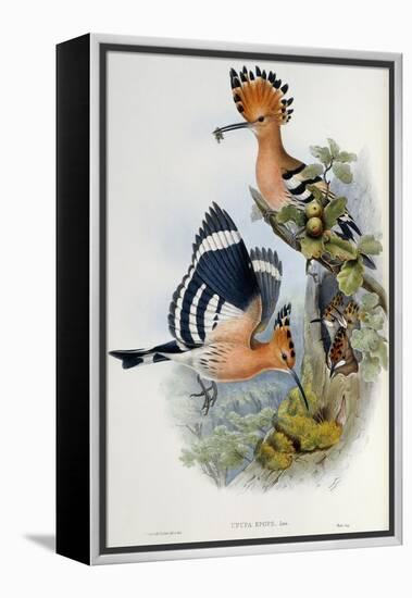 Upupa Epops (Hoopoe). From 'The Birds of Great Britain'. 1862-73-John Gould-Framed Premier Image Canvas