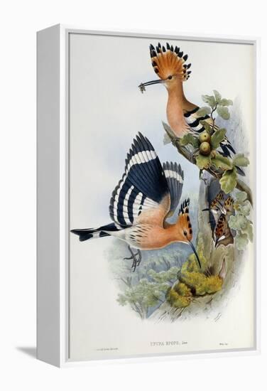 Upupa Epops (Hoopoe). From 'The Birds of Great Britain'. 1862-73-John Gould-Framed Premier Image Canvas