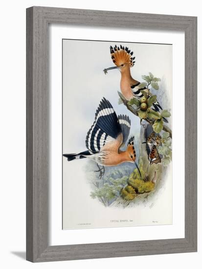 Upupa Epops-John Gould-Framed Giclee Print