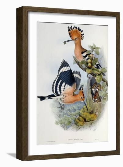 Upupa Epops-John Gould-Framed Giclee Print