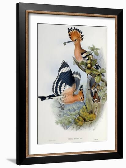 Upupa Epops-John Gould-Framed Giclee Print