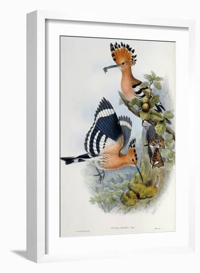 Upupa Epops-John Gould-Framed Giclee Print