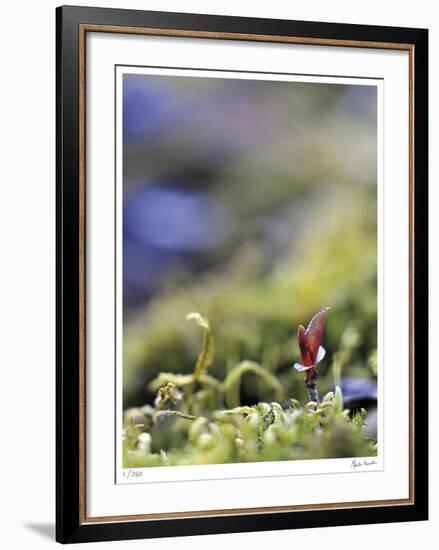 Upward Growth-Michelle Wermuth-Framed Giclee Print