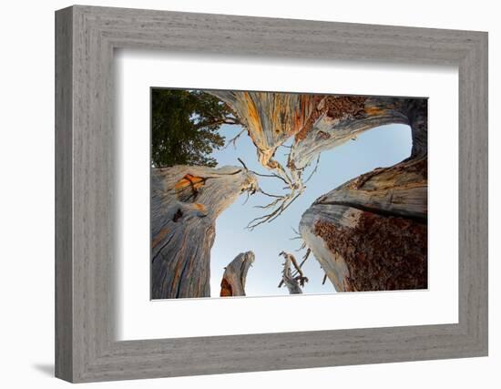 Upward view of twisted pine trees, Tuolumne Meadows, Yosemite National Park, California-Adam Jones-Framed Photographic Print