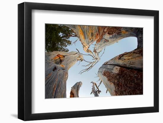 Upward view of twisted pine trees, Tuolumne Meadows, Yosemite National Park, California-Adam Jones-Framed Photographic Print