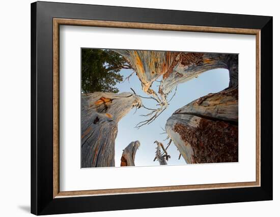 Upward view of twisted pine trees, Tuolumne Meadows, Yosemite National Park, California-Adam Jones-Framed Photographic Print