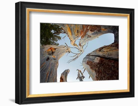 Upward view of twisted pine trees, Tuolumne Meadows, Yosemite National Park, California-Adam Jones-Framed Photographic Print