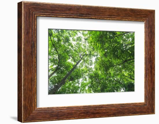 Upward View, Yuexiau Park, Guangzhou, China-Stuart Westmorland-Framed Photographic Print