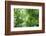 Upward View, Yuexiau Park, Guangzhou, China-Stuart Westmorland-Framed Photographic Print