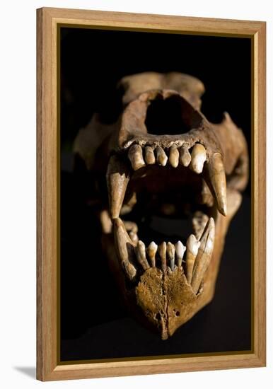 Ural Cave Bear Skull Ursus Uralensis-Paul Stewart-Framed Premier Image Canvas
