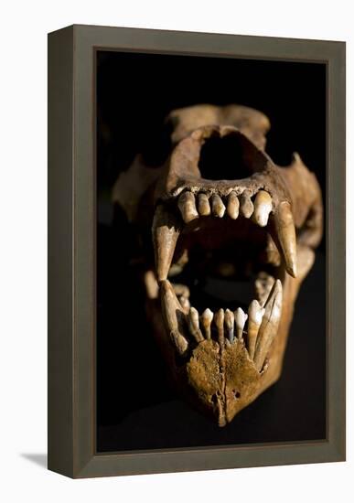 Ural Cave Bear Skull Ursus Uralensis-Paul Stewart-Framed Premier Image Canvas