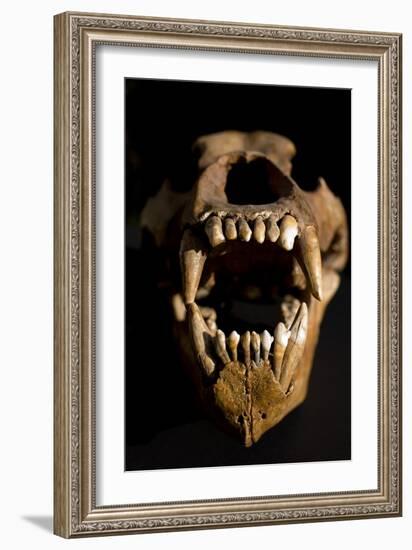 Ural Cave Bear Skull Ursus Uralensis-Paul Stewart-Framed Photographic Print