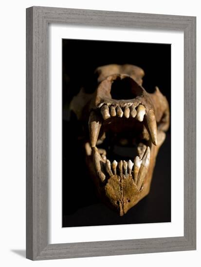 Ural Cave Bear Skull Ursus Uralensis-Paul Stewart-Framed Photographic Print